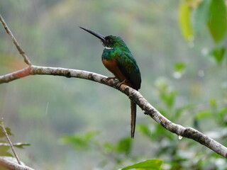 kingfisher on a branch