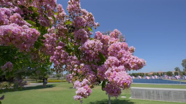 A large flowering pink Crape Myrtle tree branch