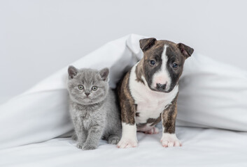 Cute Miniature Bull Terrier puppy and cute kitten sit together under warm blanket on a bed at home