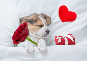 Sleeping Beagle puppy holding a red rose near gift box and hearts lying under white warm blanket on...