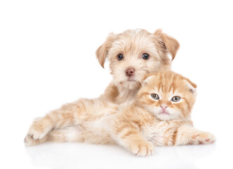 Cute Goldust Yorkshire terrier puppy hugs tiny kitten. isolated on white background