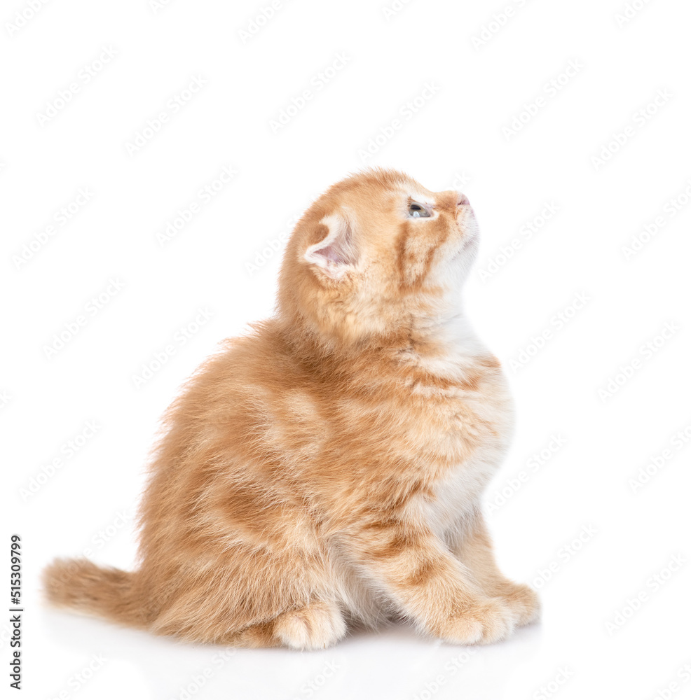 Poster ginger tabby kitten sits in profie and looks away and up. isolated on white background