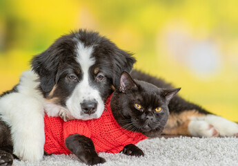 Young Australian shepherd puppy hugs black cat at summer park