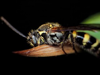 close-up of bee on leaf