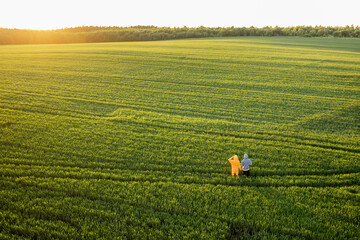 Aerial view on green wheat field with couple walking on pathway on sunset. People enjoy nature on...