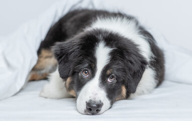 Sad Australian shepherd puppy lying on a bed at home