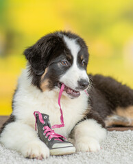 Australian shepherd puppy chewing shoes