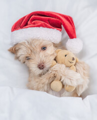 Cute Goldust Yorkshire terrier puppy  wearing red santa hat lying on a bed under white blanket at...