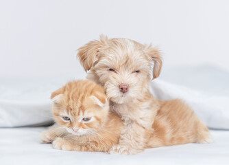 Sleepy Goldust Yorkshire terrier puppy hugs tiny kitten under warm blanket on a bed at home