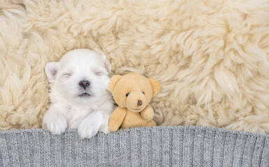 White newboen lapdog puppy sleeps under white blanket on a bed at home with favorite toy bear. Top...