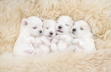 Four tiny white lapdog puppies sleep under warm fuzzy blanket on a bed at home. Top down view