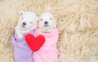 Two Tiny newborn white lapdog puppies wrapped like a babies sleep with red heart on a fur bed. Top down view. Empty space for text