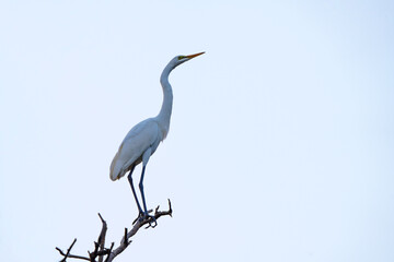 해바라기 와 새