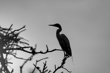 Obraz premium 해바라기 와 새