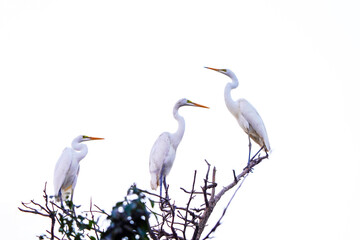 해바라기 와 새