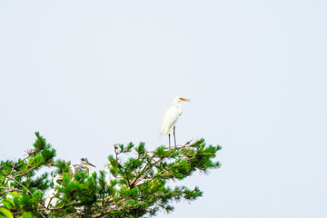 해바라기 와 새