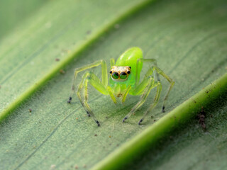 Beautiful tiny jumping spider with colourful background from macro photography. © wisannumkarng