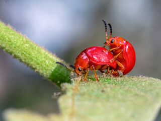 Scarlet  beetle, red beetle mate, damages  macro photography on a summer sunny day