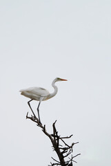 해바라기 와 새