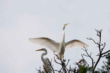해바라기 와 새