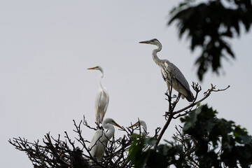 해바라기 와 새