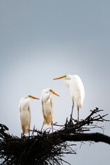 해바라기 와 새