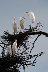 해바라기 와 새