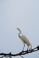 해바라기 와 새