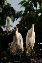 해바라기 와 새