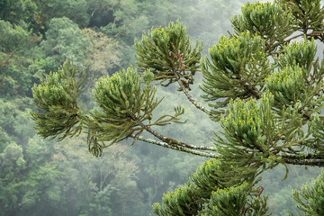 Brazilian Parana Pine Tree Forest