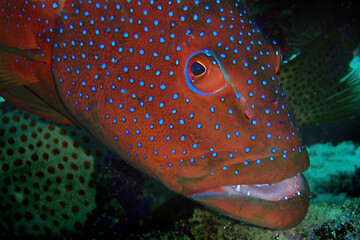 Coral hind grouper fish (Cephalopholis miniata) underwater in the coral reef of the Maldives
