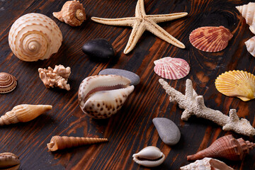sea star and shells on the sand