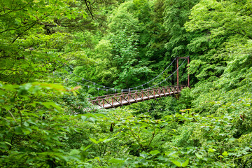 滝見橋　檜原村都民の森｜三頭大滝を間近で眺めることが出来る、趣豊かな吊り橋です
