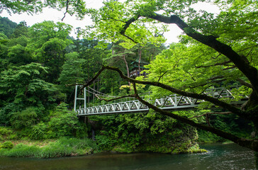 楓橋と寒山寺　東京都青梅市｜寒山寺と溪谷を渡る吊り橋の春の景観です
