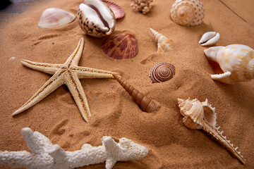 Fototapeta na wymiar sea star and shells on the sand