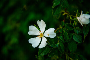 white flowers in the forest