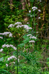 White flowers of Valerian (Valeriana officinalis)