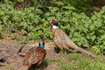 Male and female Ring-necked Pheasants on the ground at RHS Garden Harlow Carr, Harrogate, Yorkshire, UK