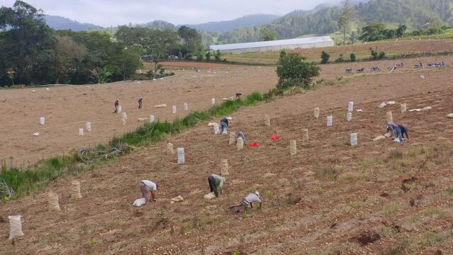 Aerial flyover group of worker harvesting potatoes of agricultural field on Dominican Republic Island