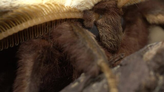 Hairy Legs, Head, And Antennae Of A Giant Peacock Moth. - slider, macro