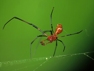 close-up of red spider on the web