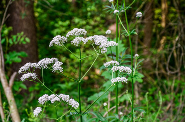 White flowers of Valerian (Valeriana officinalis)