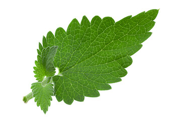 Nepeta herb leaf closeup