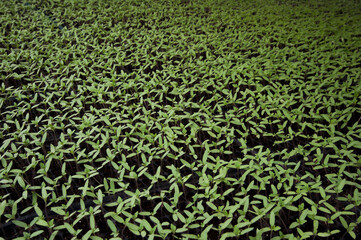 Tomato seedlings are growing in the garden.