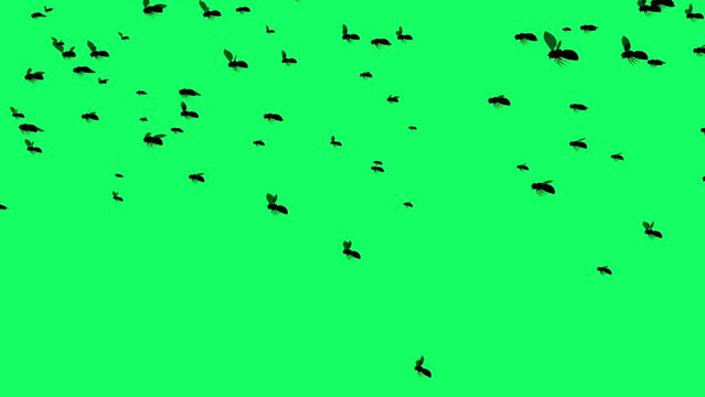 3d animation  - Silhouette of Flies which fly on green screen