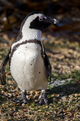 Fototapeta premium Beautiful penguin posing for a photograph in the Stony Point nature reserve in South Africa, a few kilometers from Cape Town and on the coast of Fynbos, a place where a large colony of these animals.