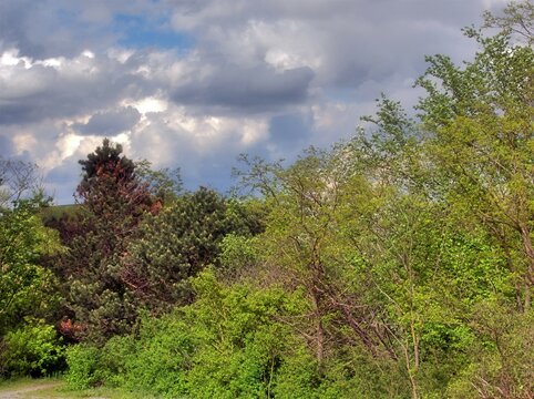 Deciduous trees, conifers and various bushes in spring on a slope of a hill, the clouds herald the approaching bad weather. An HDR image