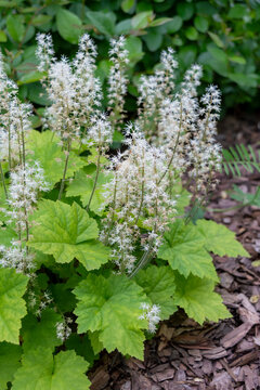 Blooming white Tiarella Iron Butterfly inflorescences in spring. Vertical or portrait photo of a flowering woodland plant in a garden or park. Close-up. Landscape design.