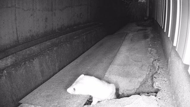 母親イタチと生後1～2か月の子イタチ