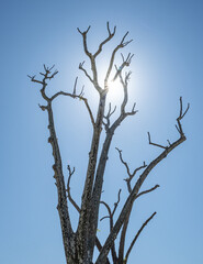 the tree against sky und sun